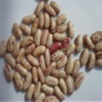 Light Speckled Kidney Beans (Long Shape, Round Shape)
